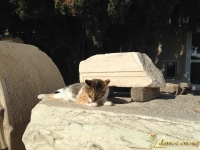 Кошка решила отдахнуть на Акрополе