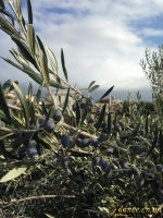 Греческие оливки на дереве